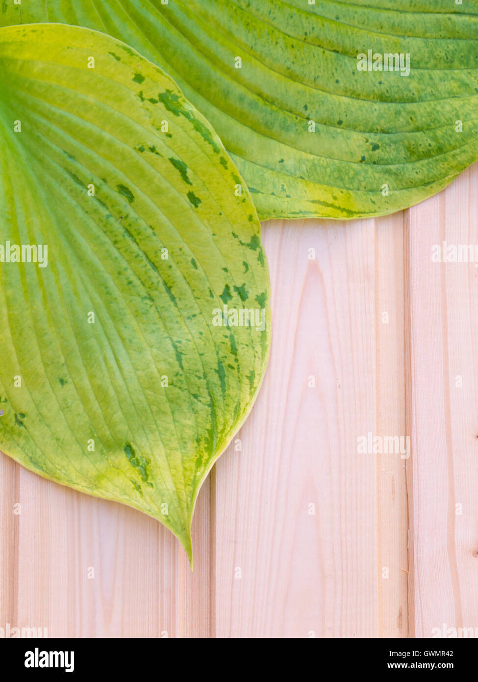 Two green hosta leaves with veins on the wooden planks Stock Photo