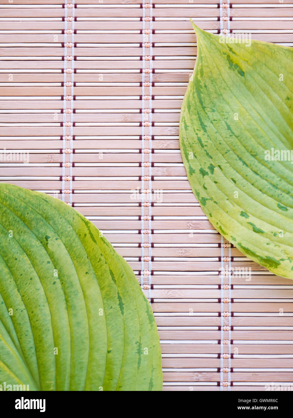 Two green hosta leaves with veins in the opposite corners of the bamboo mat Stock Photo