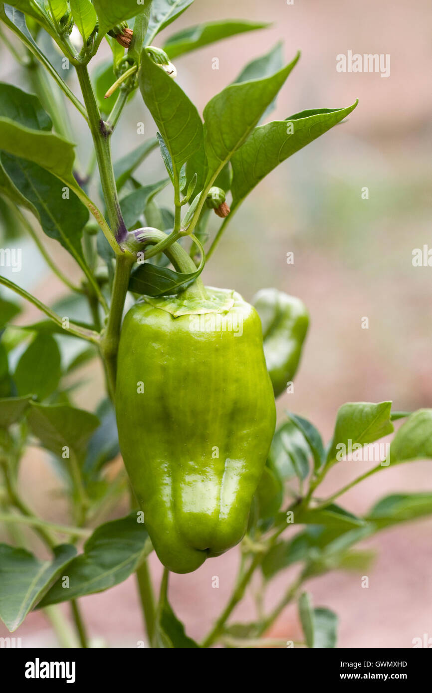 Green pepper growing on the vine Stock Photo Alamy