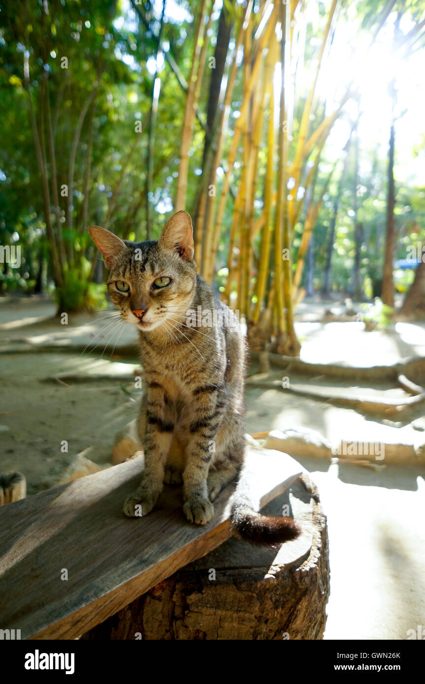 Feral cat in Papagayo Park, Acapulco, Mexico. Semi tame animals Stock Photo  - Alamy