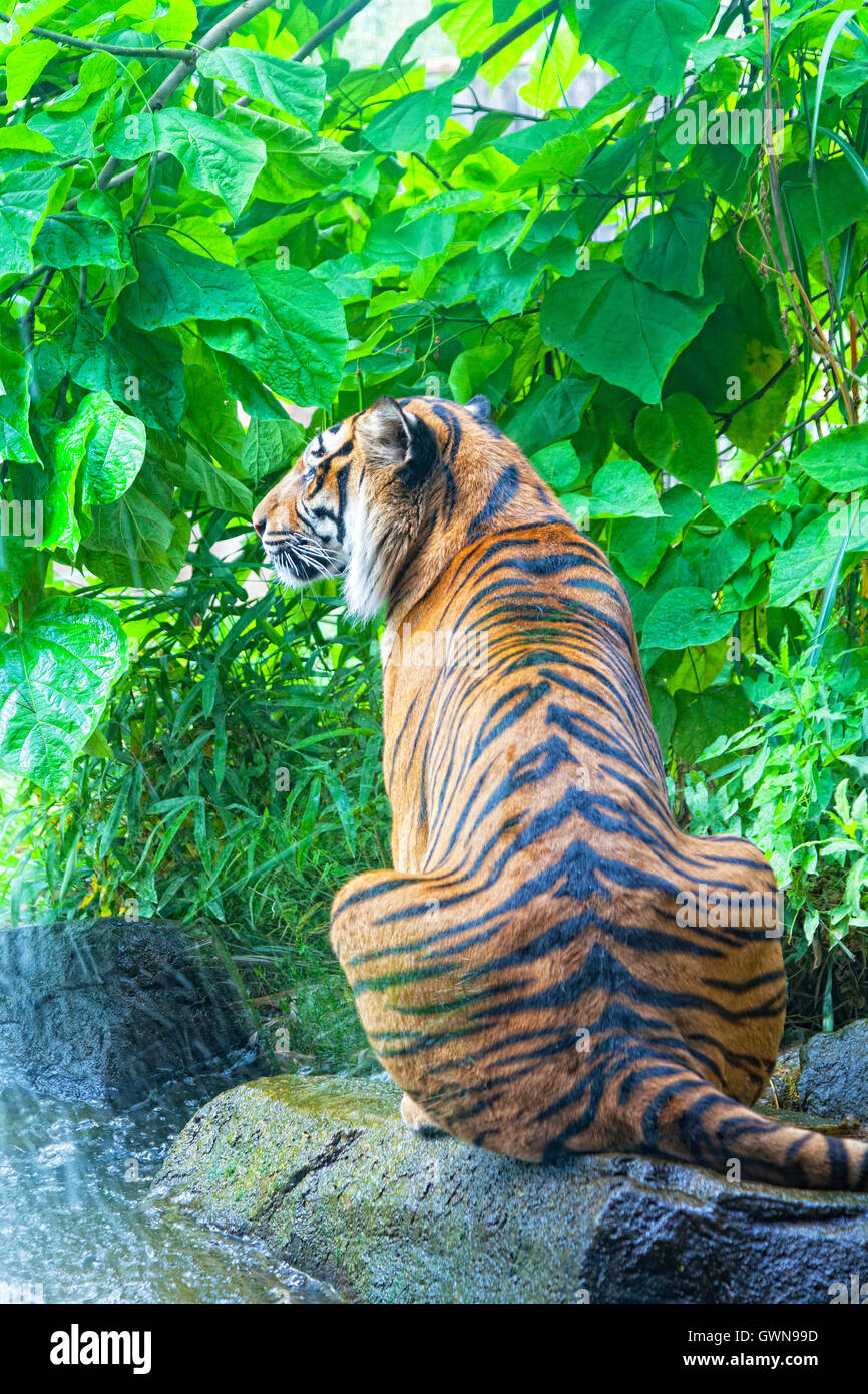 Jogo do tigre imagem de stock. Imagem de respingo, exterior - 26669021