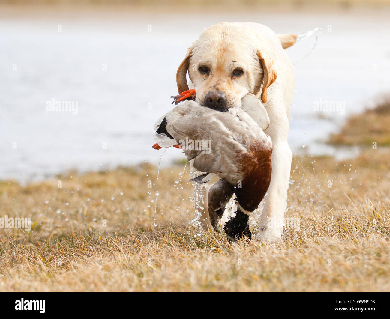 water - hunting dog Stock Photo