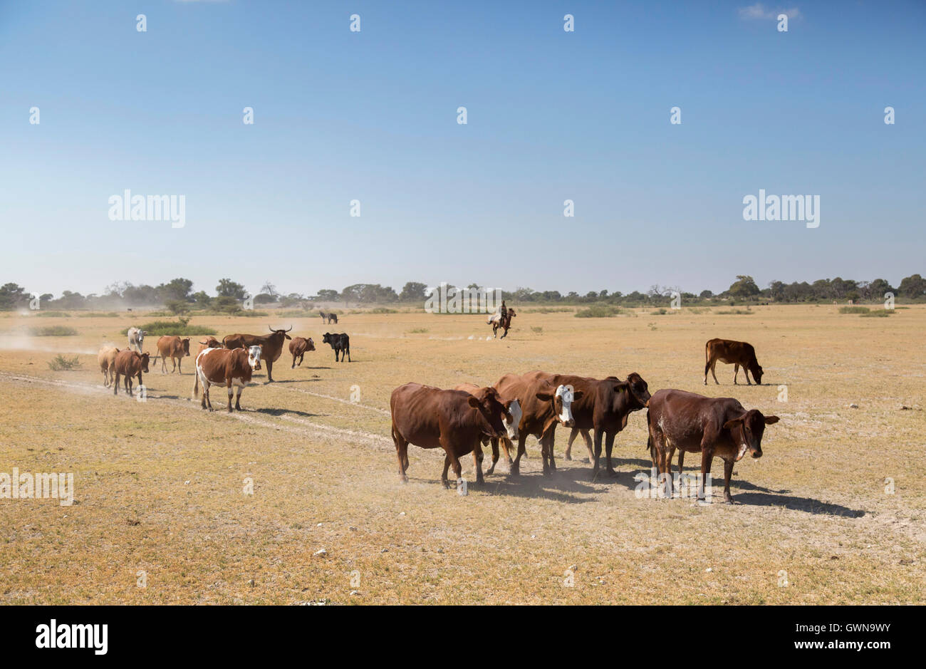 Cattle on an arid plain almost devoid of grass with a cowboy mounted on horseback in the background near Botswana Stock Photo