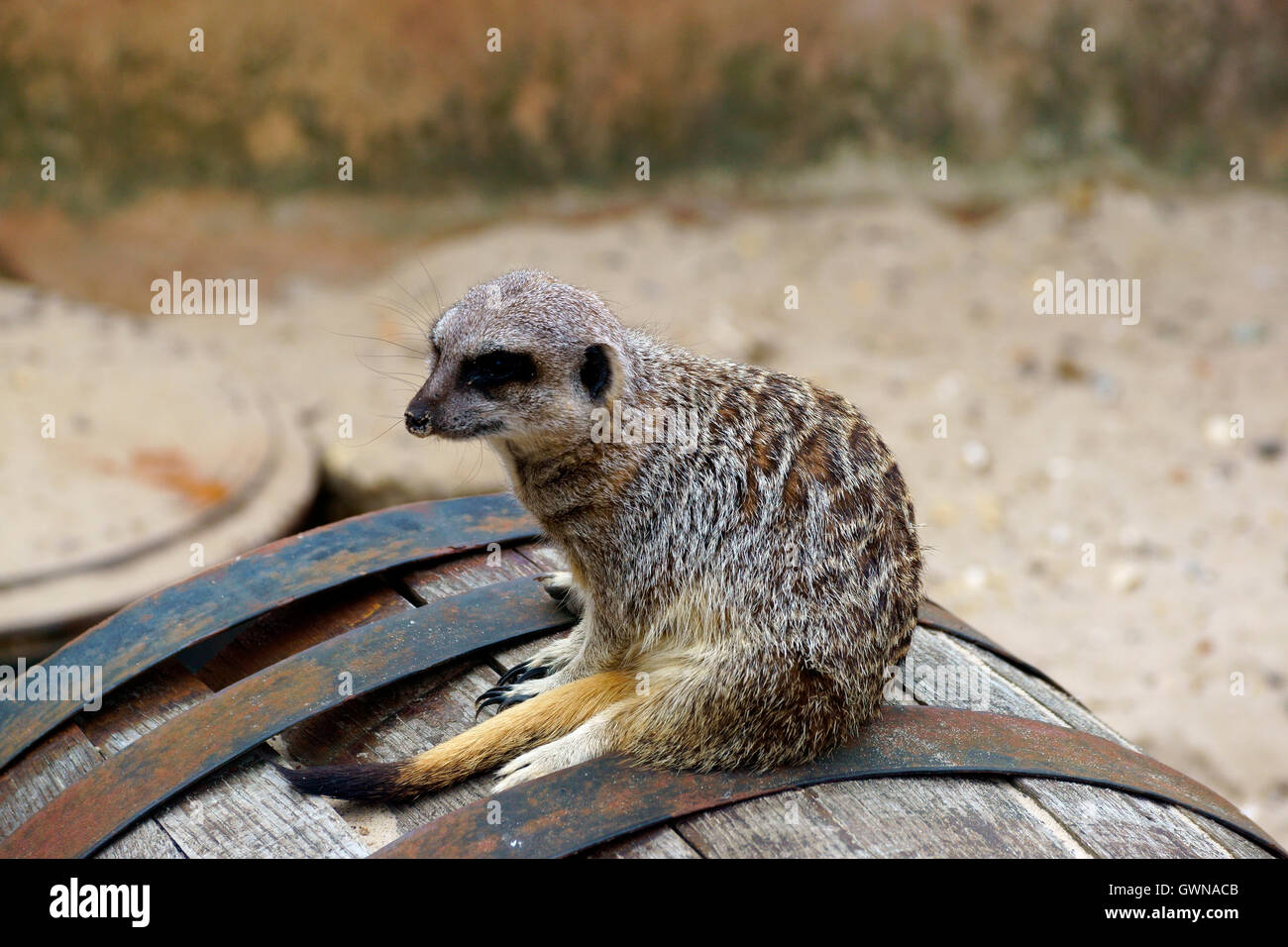 MEERKAT RESTING AFTER MEAL Stock Photo