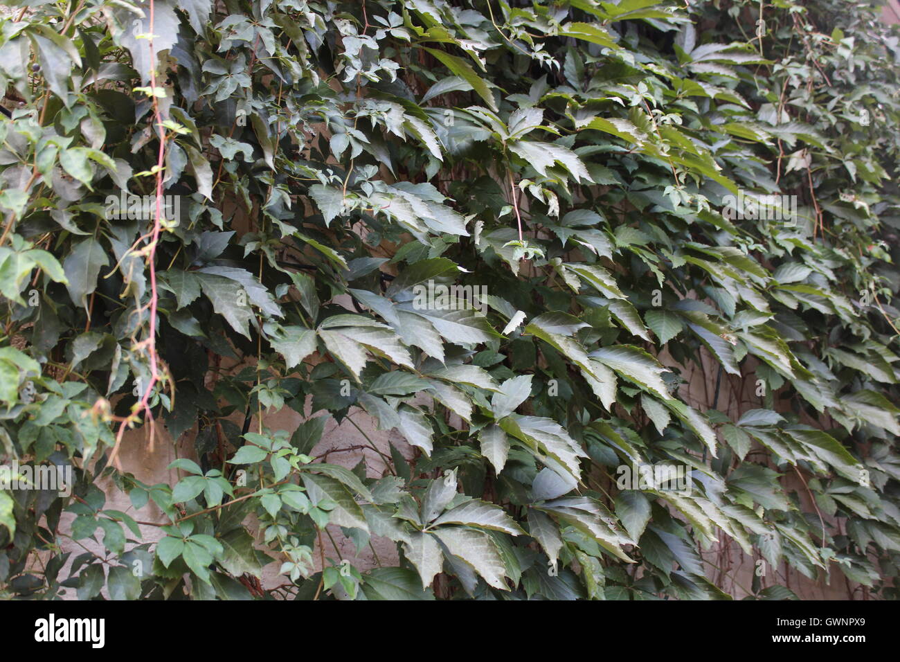 Green foliage plants hi-res stock photography and images - Alamy