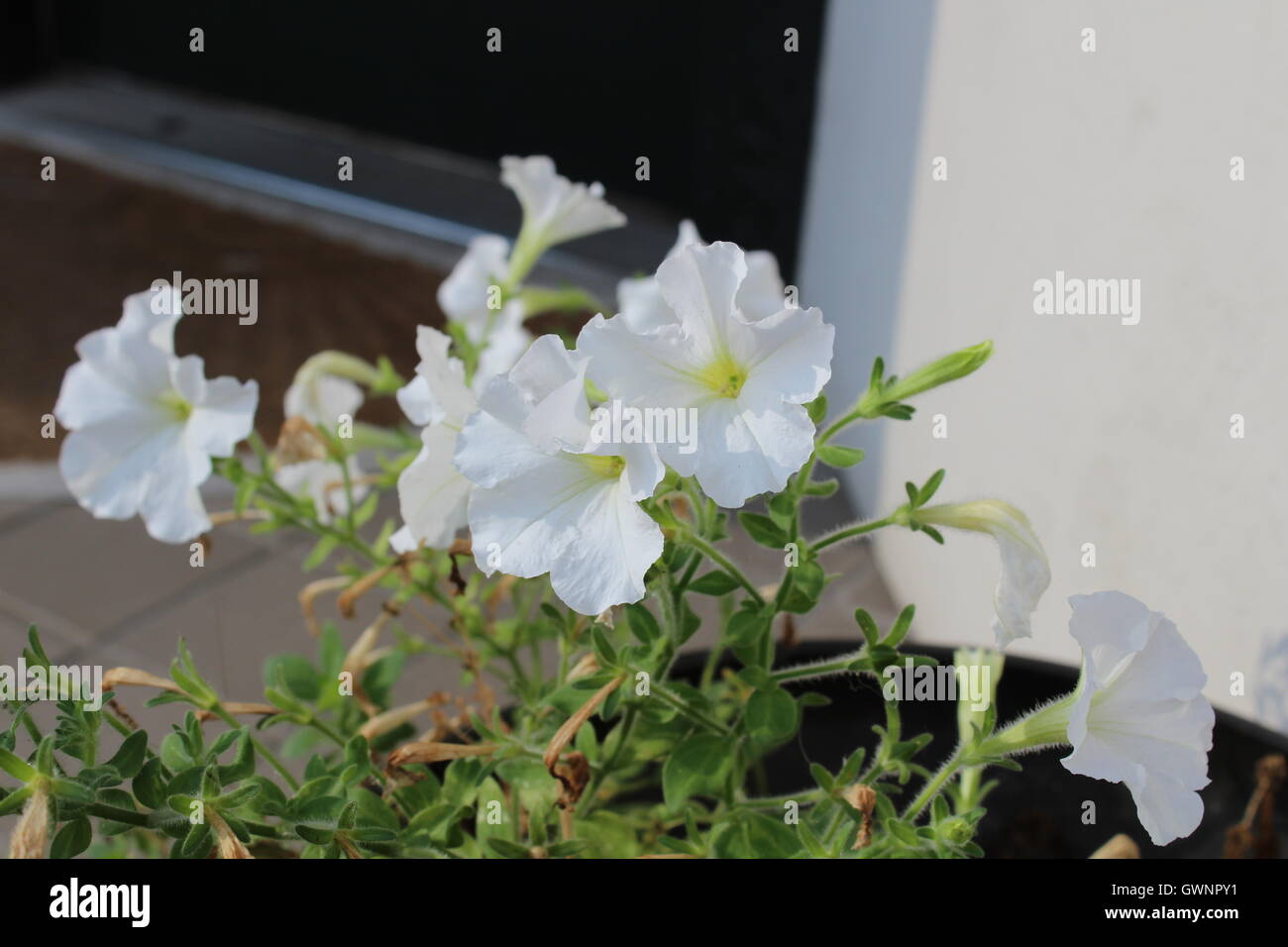 Flowers in nature Stock Photo - Alamy