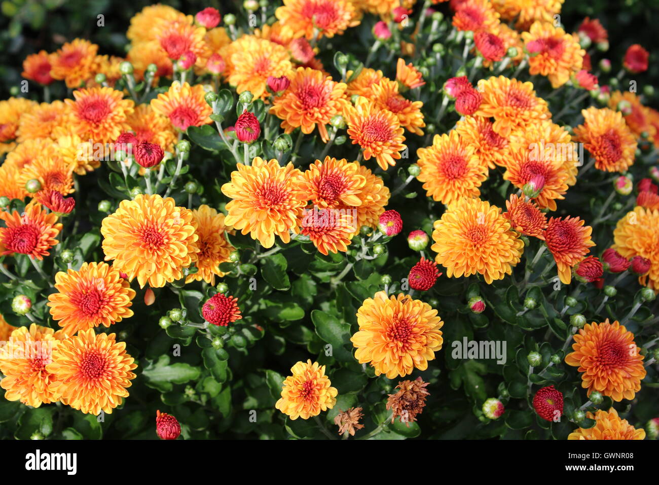 Flowers in the sun Stock Photo Alamy
