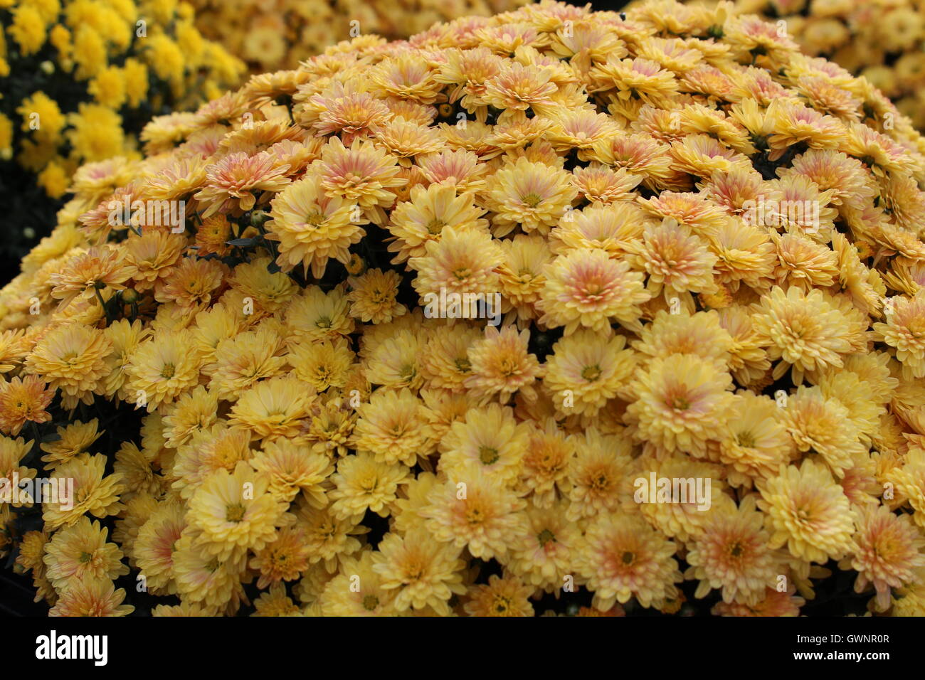 Flowers in the sun Stock Photo Alamy
