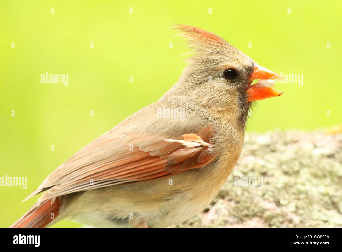 RF? A Cardinal eating a safflower seed Stock Photo Alamy