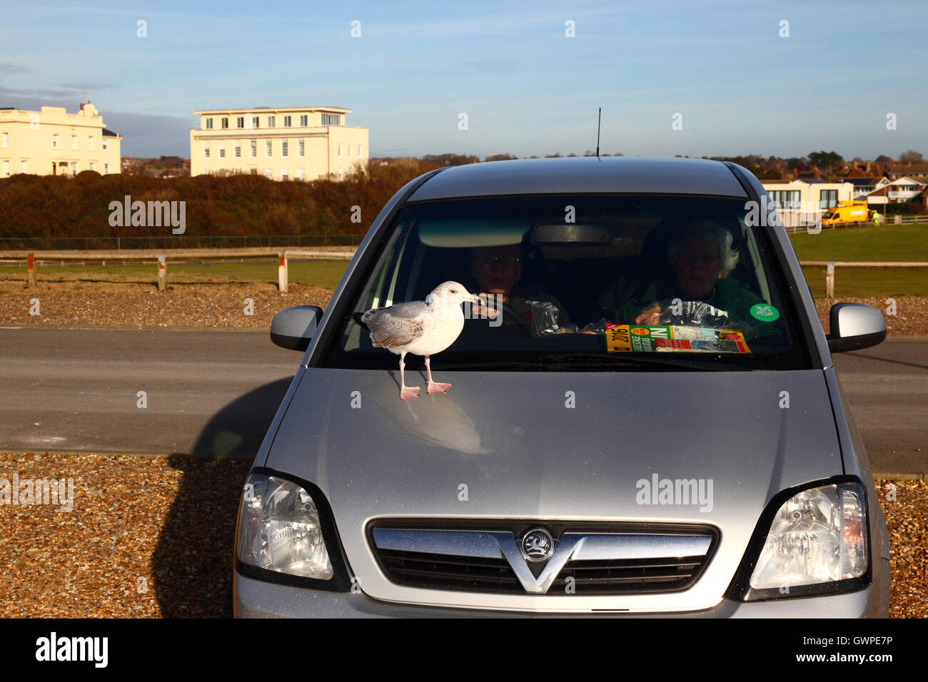 2nd winter herring gull (Larus argentatus) perched on bonnet of parked car on promenade, Seaford, East Sussex, England Stock Photo