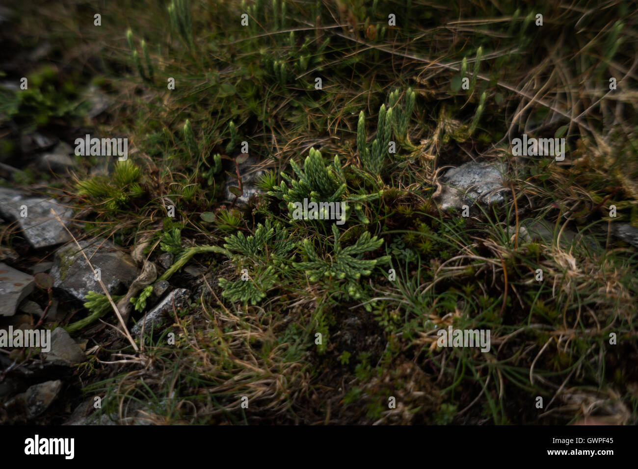 alpine club moss Stock Photo