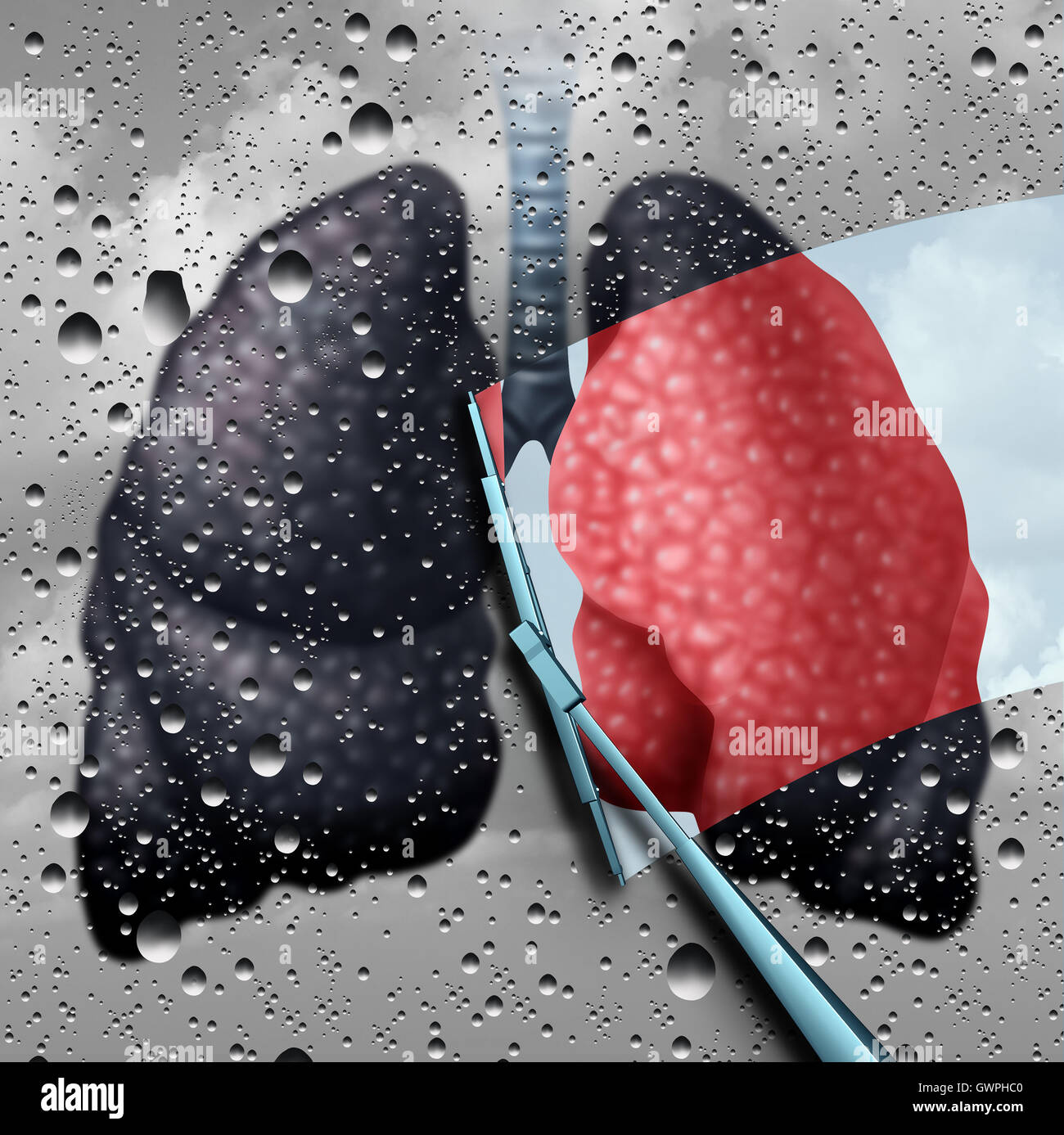 Lung health therapy medical concept as a sick human cardiovascular organ on a rainy window being wiped clean of disease and illness by a wiper as a metaphor for diseases of the lungs solution and asthma treatment with 3D illustration elements. Stock Photo