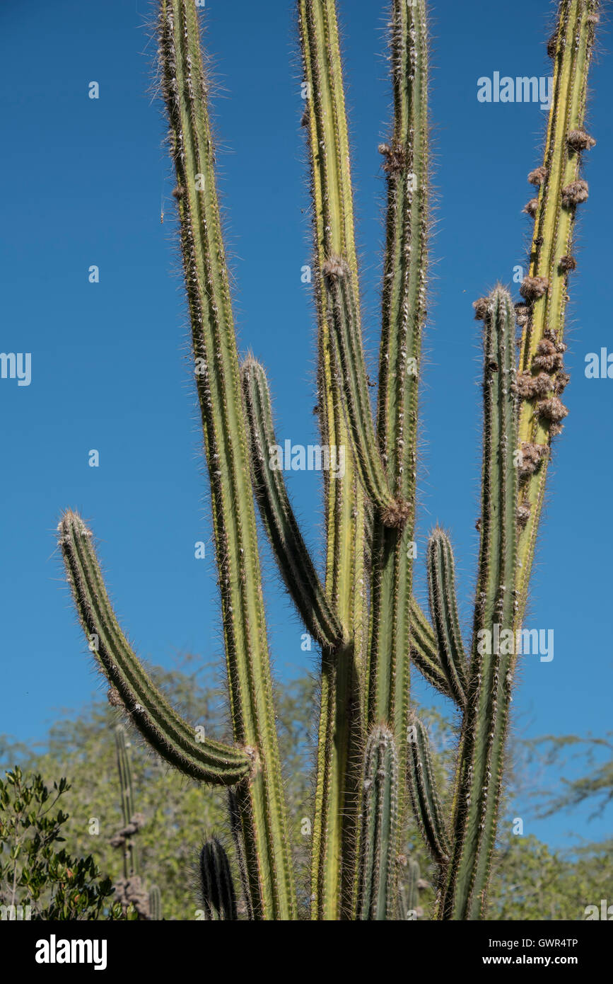 Cactus in Refugio Nacional Cabo Rojo, Stock Photo