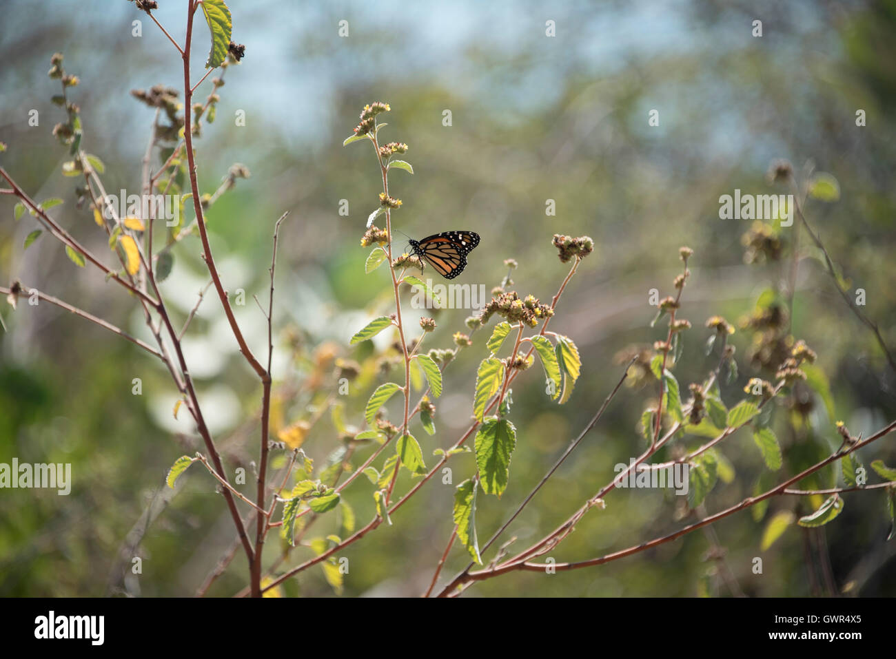 Southwest Puerto Rico, Cabo Rojo NW Refuge, Butterfly Stock Photo