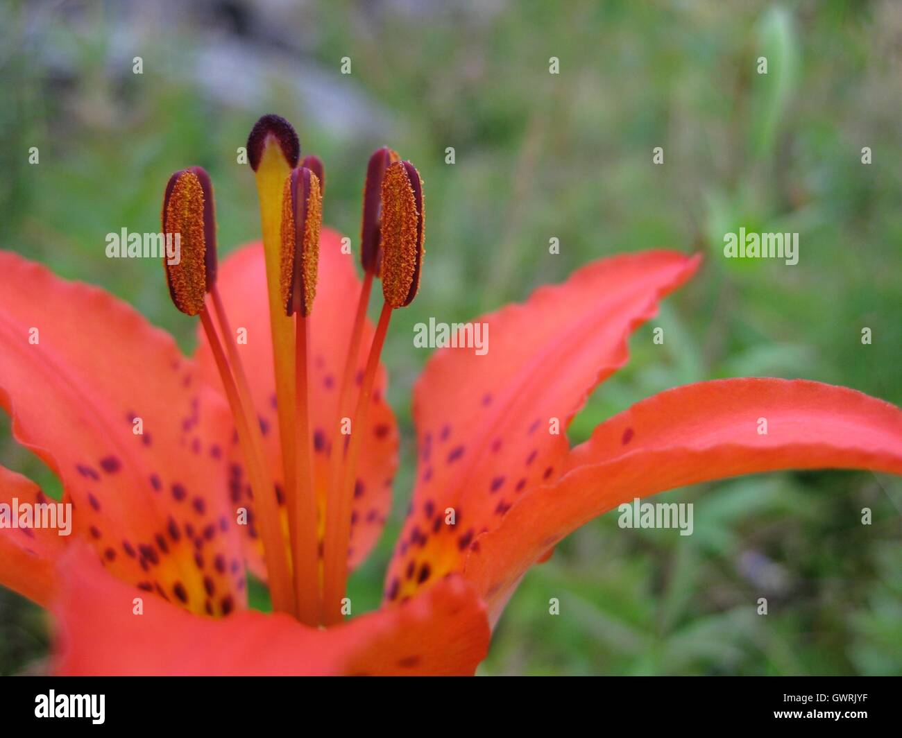 Orange Wood Lily close-up Stock Photo