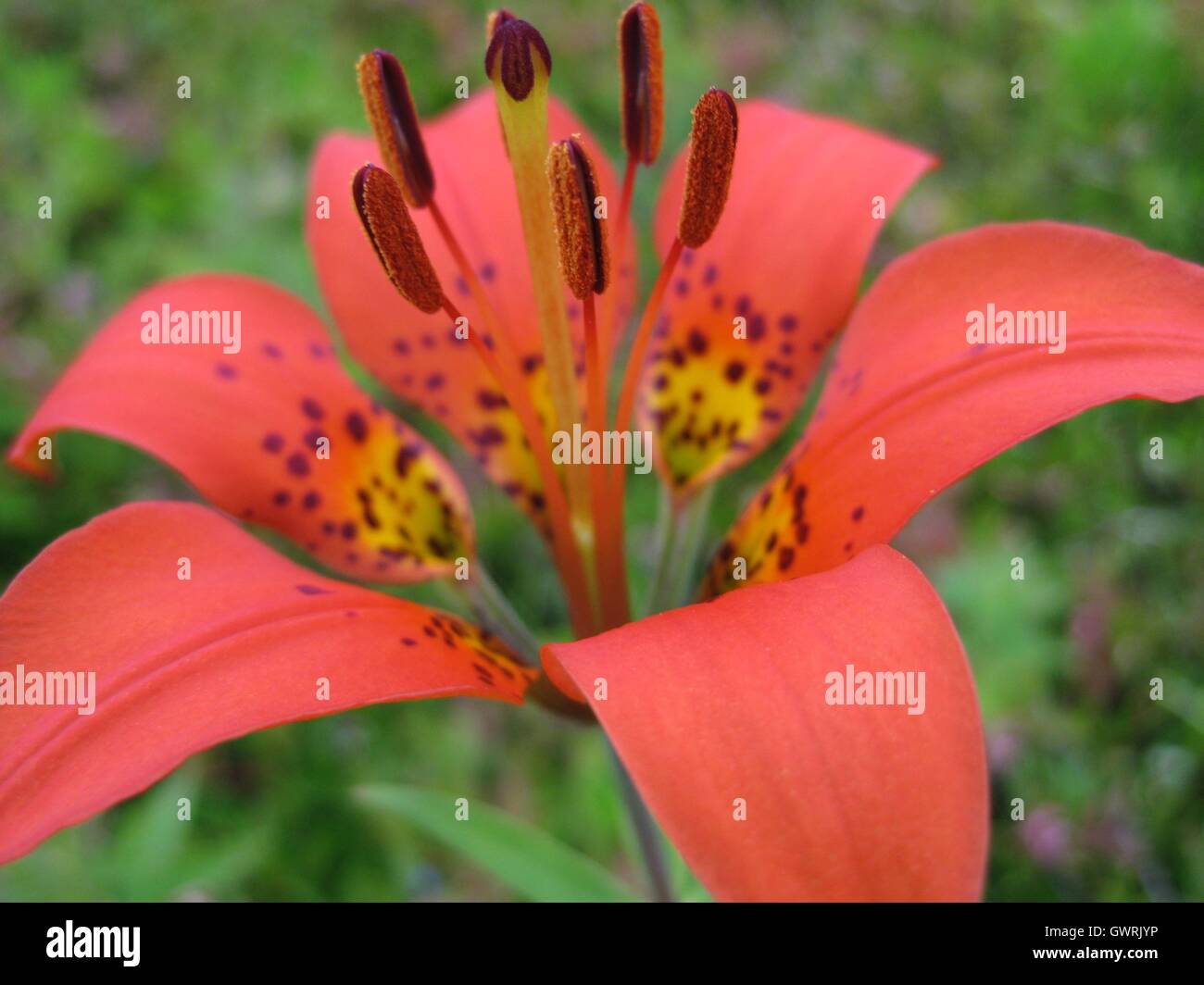 Orange wood lily close-up Stock Photo