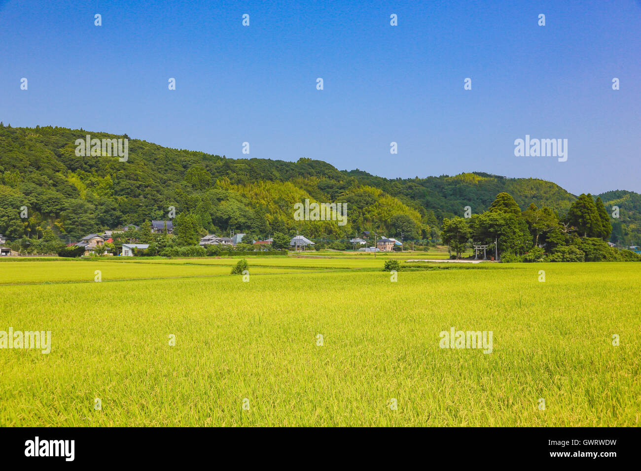 Rice field, Chiba Prefecture, Japan Stock Photo