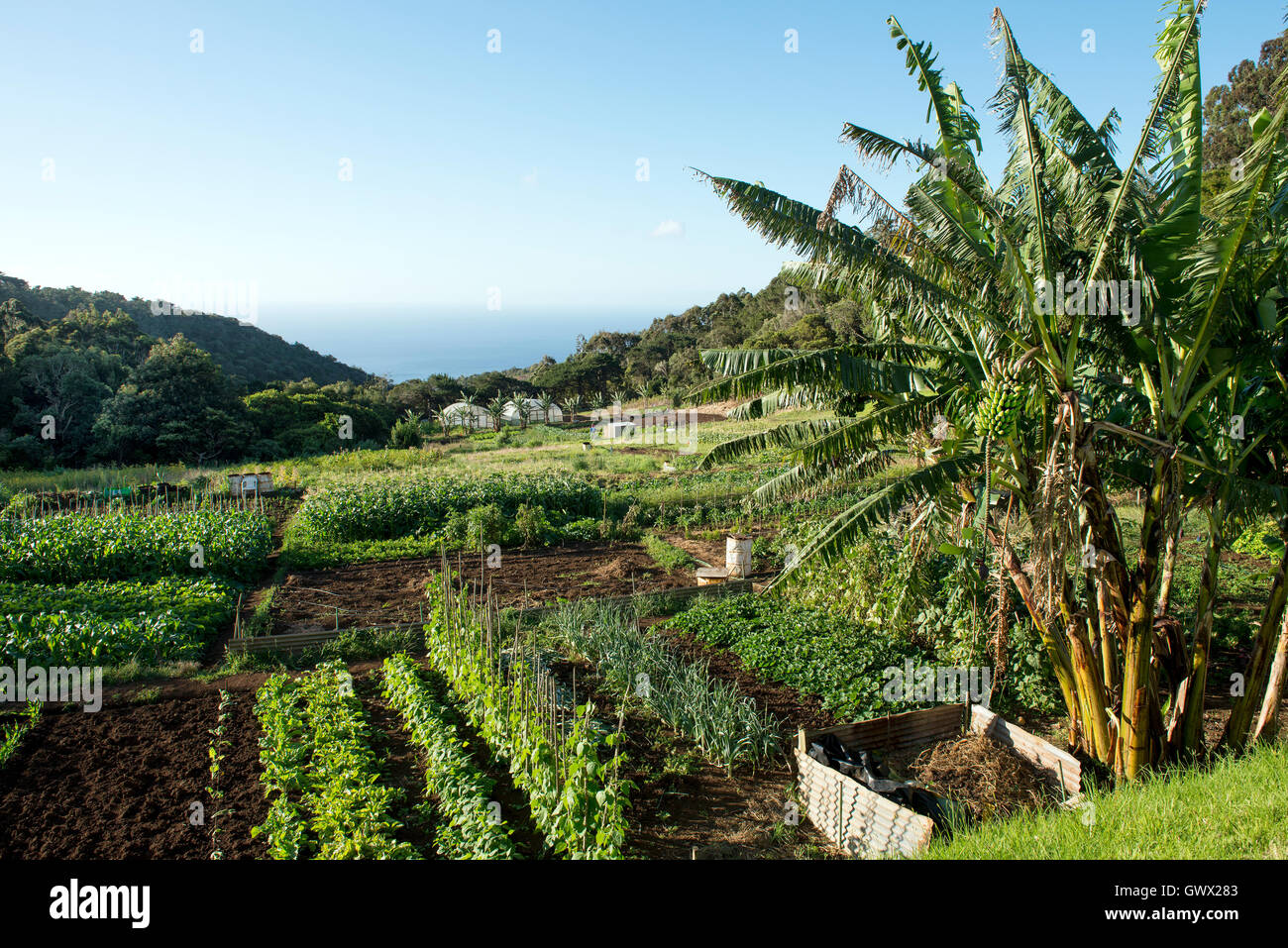 St Helena Island South Atlantic Ocean Farming in St Paul's district.  Banana palms in foreground Stock Photo