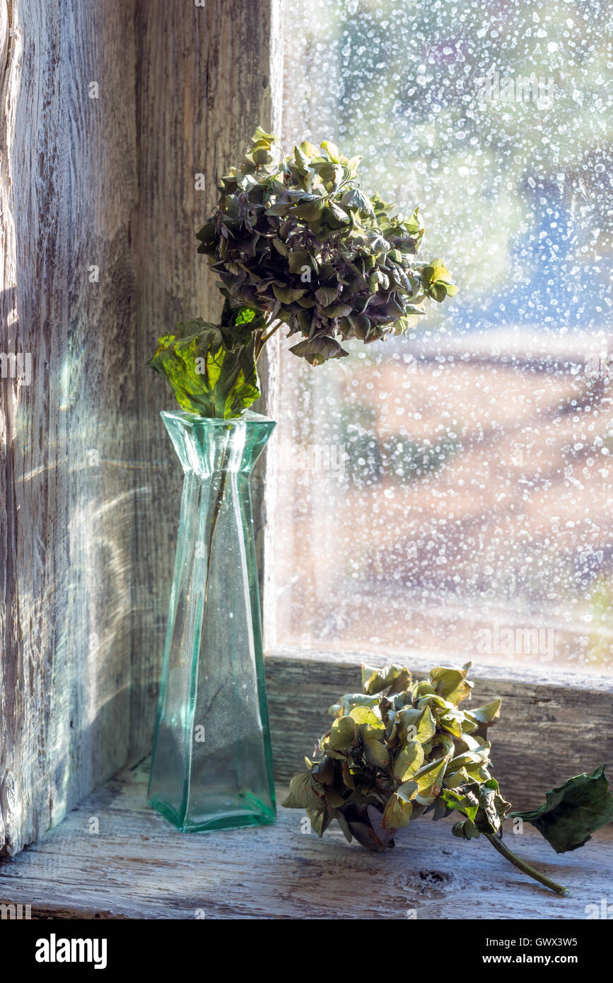 vase with dried flowers in a window sill Stock Photo
