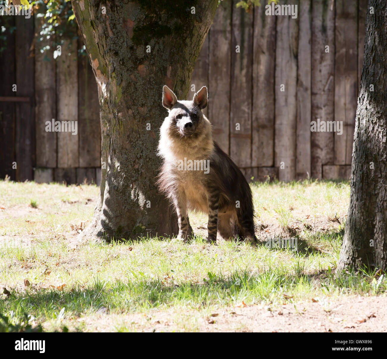 Hyena in Prague Zoo which is the fourth largest zoo in the world and