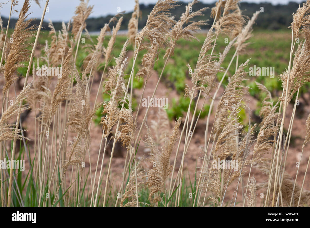 View of vineyard through wheat along the Camino de Santiago, route Frances Stock Photo