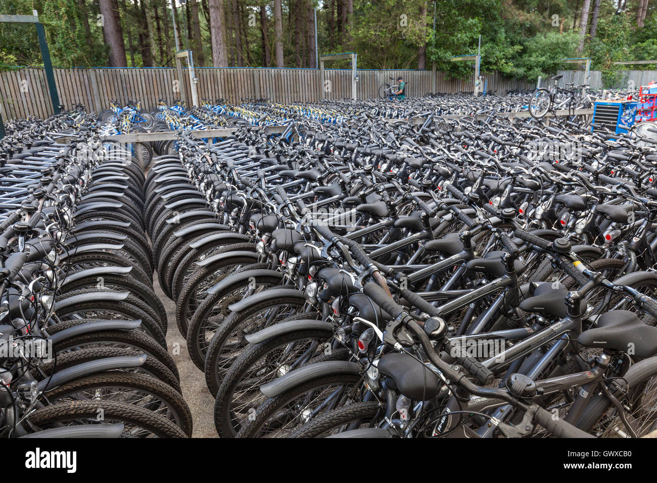 Centre Parcs Sherwood Forest, Nottingham, England, September 4th 2016: Many bikes at the cycle centre at Centre Parcs Sherwood F Stock Photo