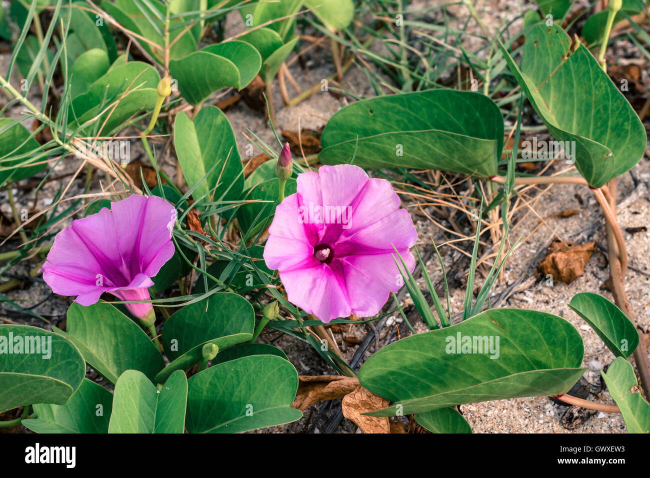 Morning Glory flower species found along the beach Stock Photo