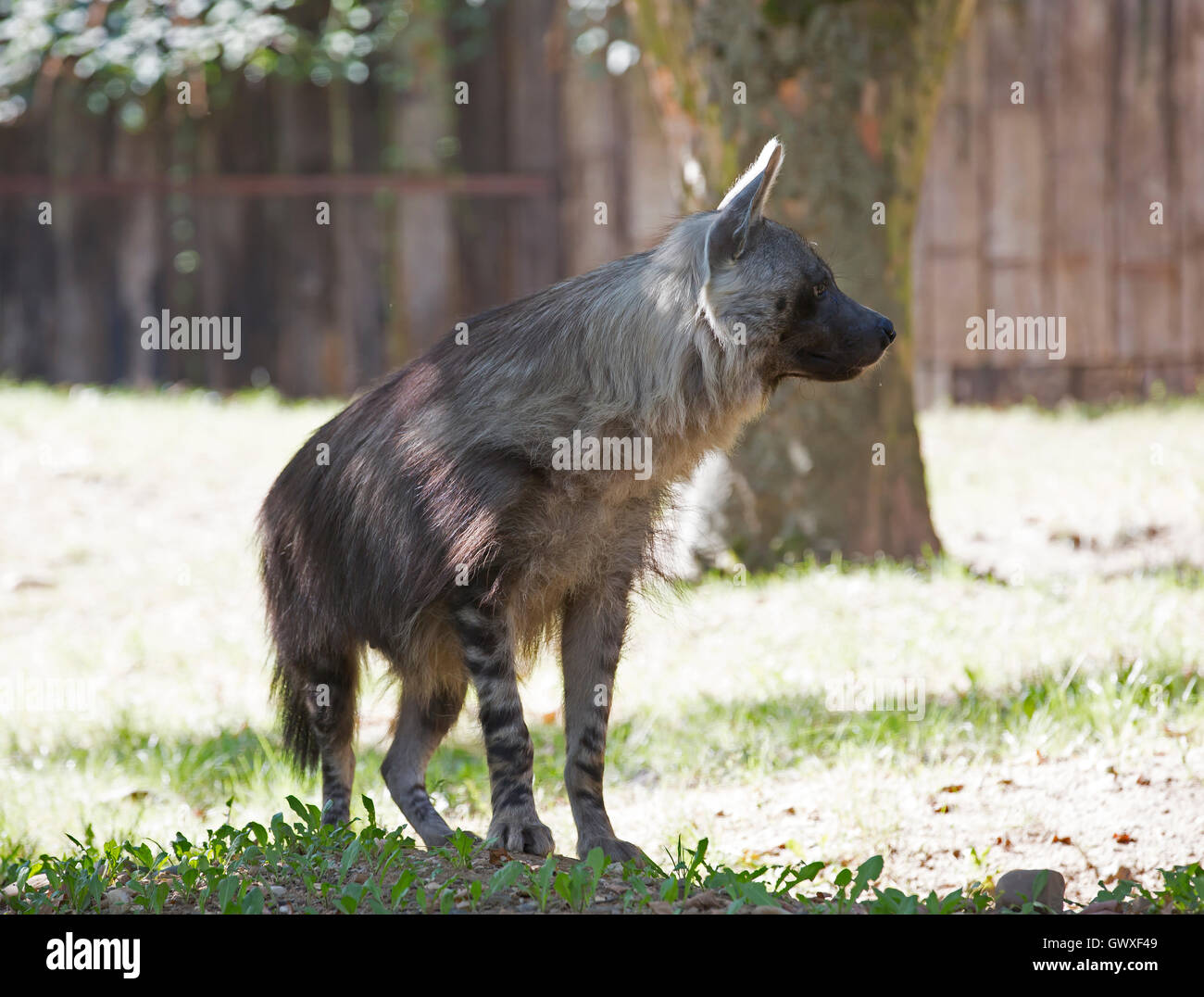 Hyena in Prague Zoo which is the fourth largest zoo in the world and