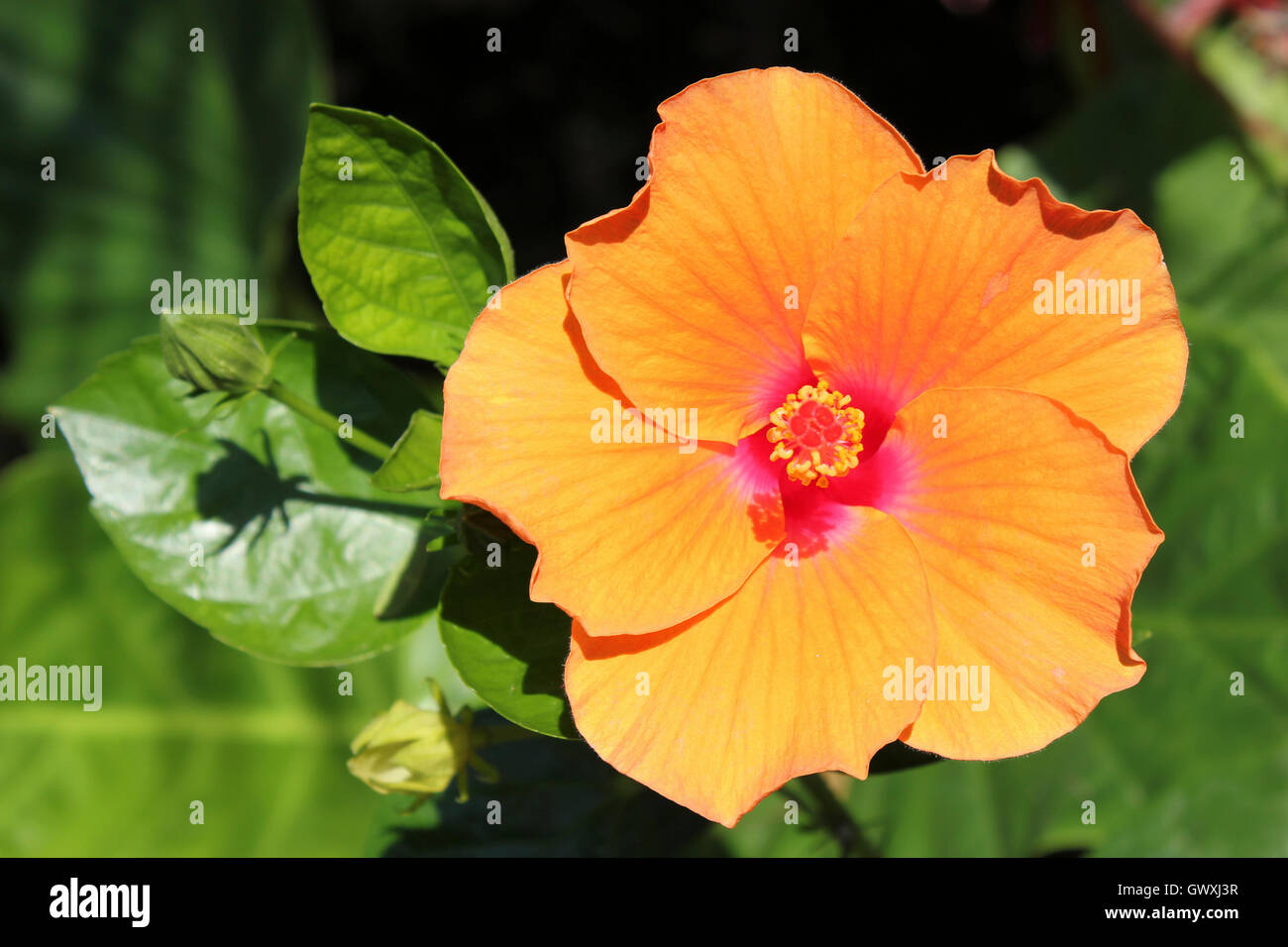 Thailand flower hi-res stock photography and images - Alamy