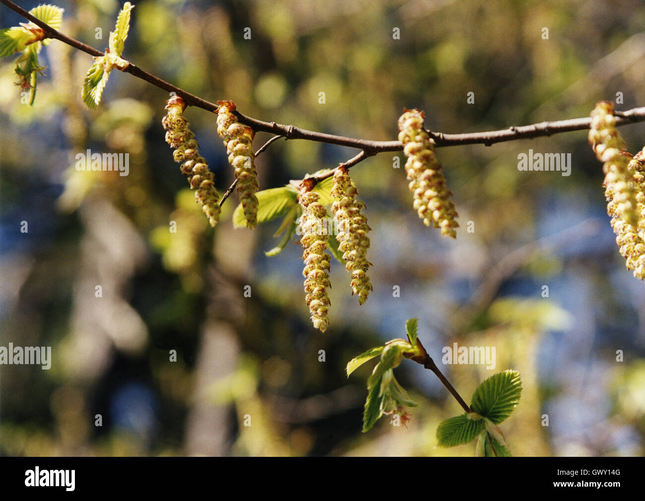 Spring nature hi-res stock photography and images - Alamy
