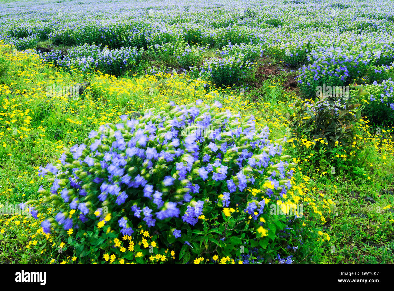 Landscape with karvi flowers in kaas plateau hires stock photography