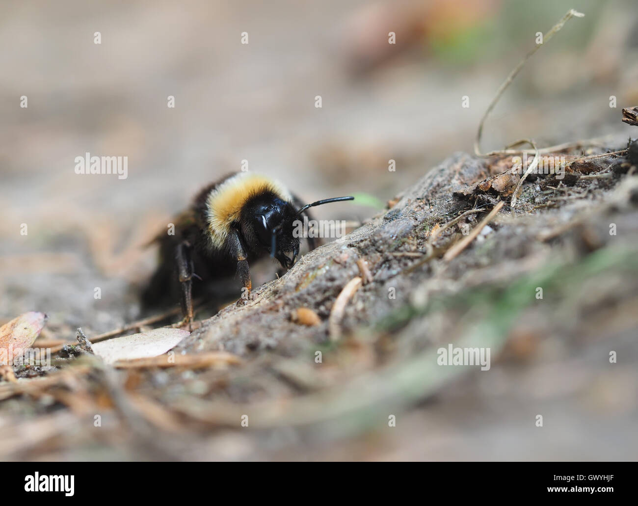 bumblebee on the ground Stock Photo