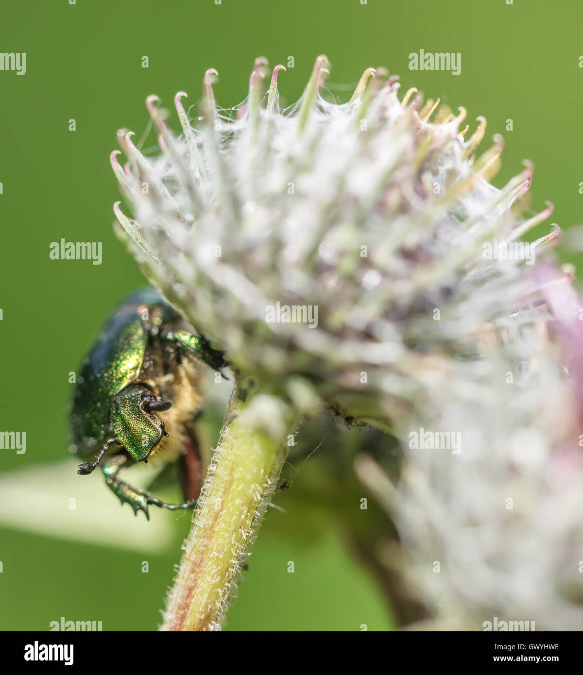 Black Rose Chafer Stock Photos & Black Rose Chafer Stock Images - Alamy