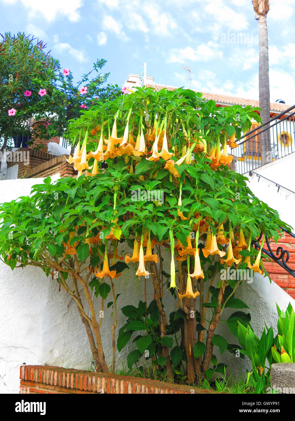 Large Trumpet Flower Datura Floripondio shrub in flower Stock Photo Alamy