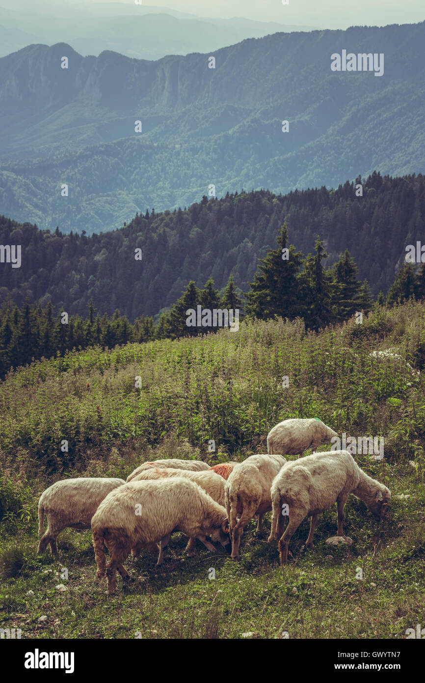 Flock of sheep grazing on a mountain pasture up in Carpathians ...