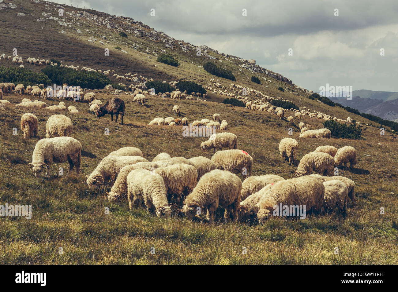 Flock of sheep grazing on a alpine pasture in Bucegi Mountains, Romania ...