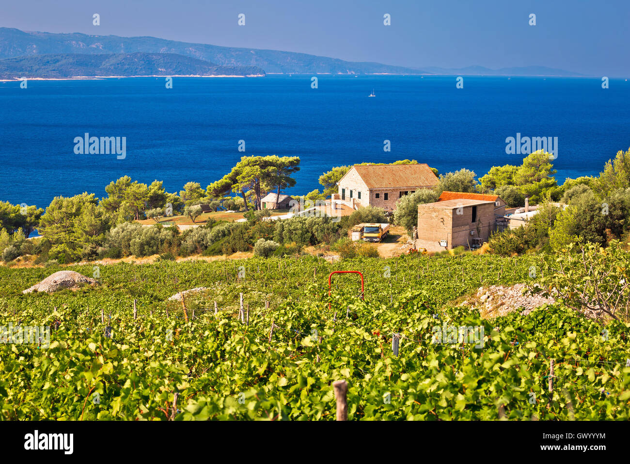 Vineyards by the sea on Brac island view, Dalmatia, Croatia Stock Photo
