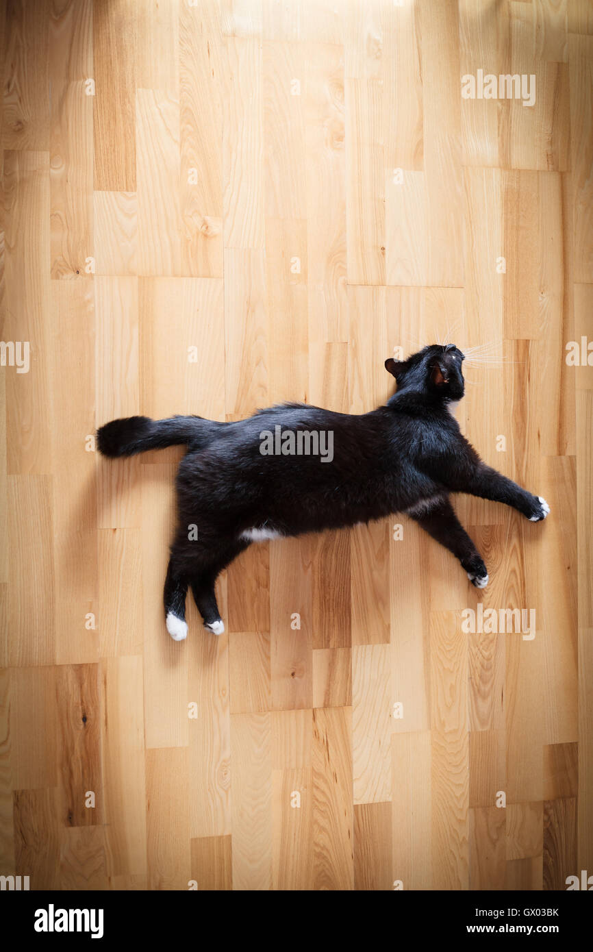 Black cat lying on wooden floor Stock Photo - Alamy