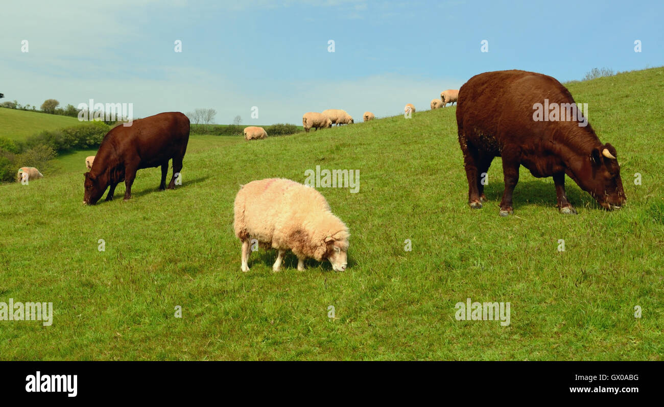 Cattle Sheep Stock Photos & Cattle Sheep Stock Images Alamy