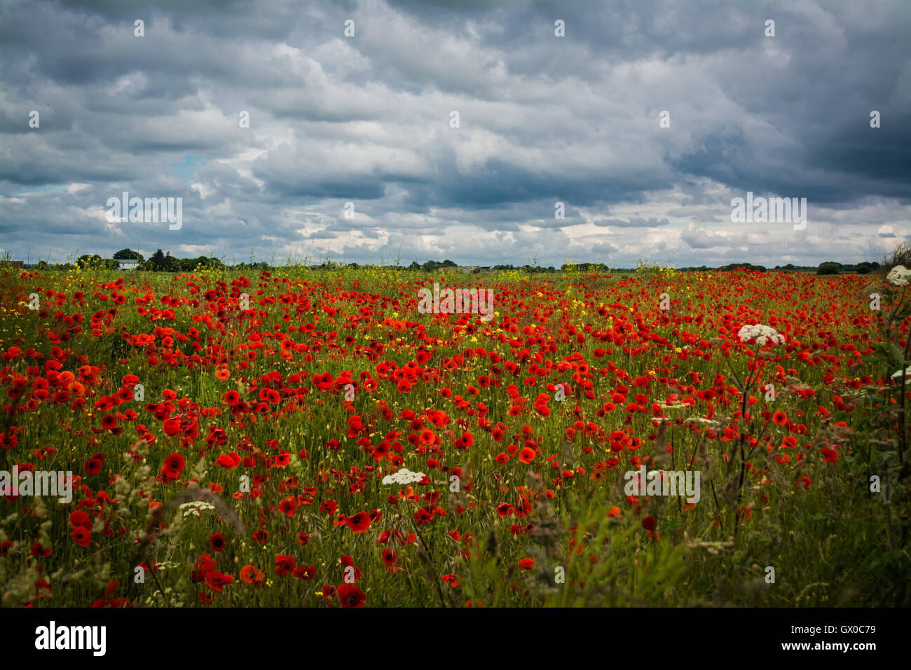 White red poppy poppies landscape hi-res stock photography and images ...