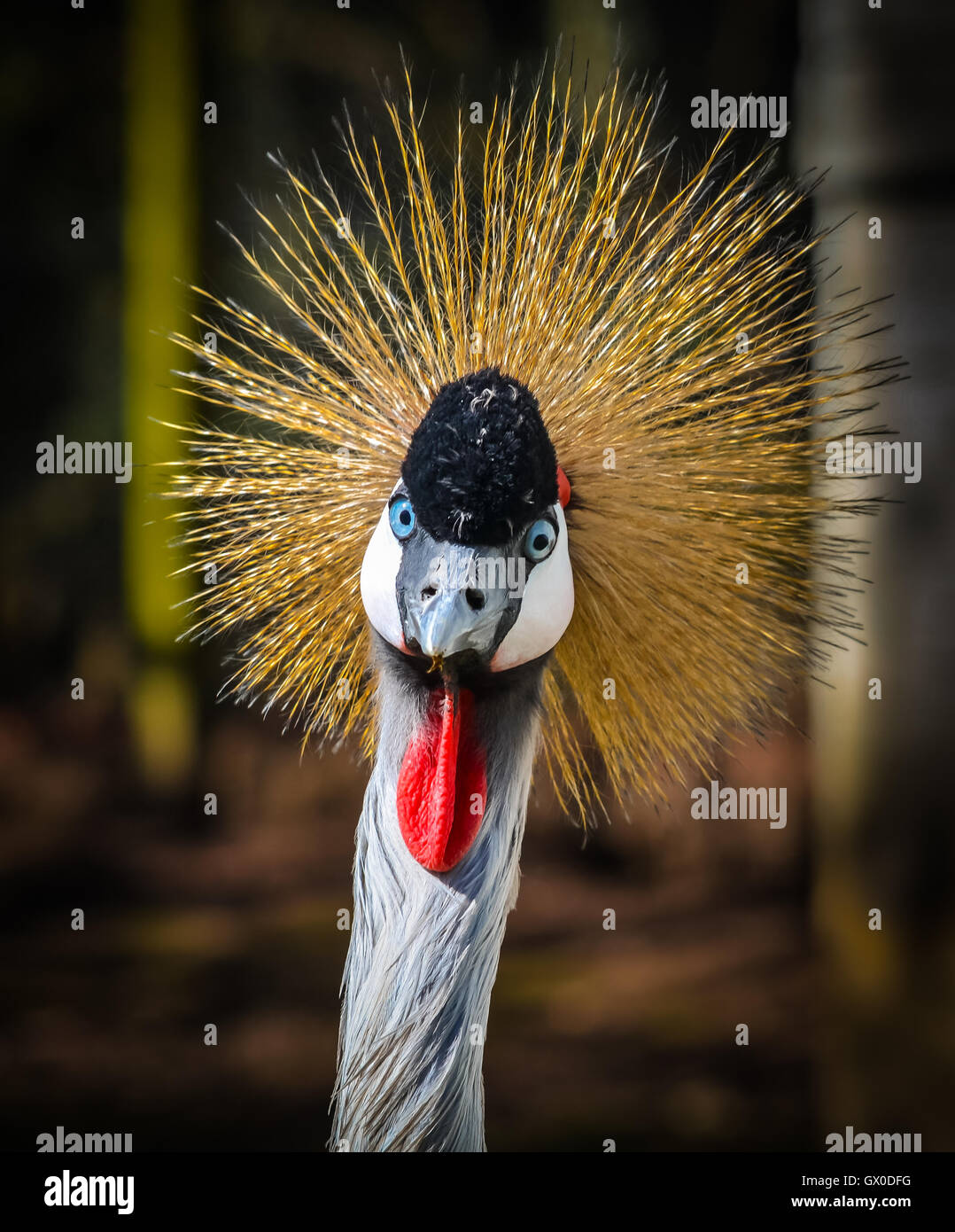 Funny Bird Stock Photo