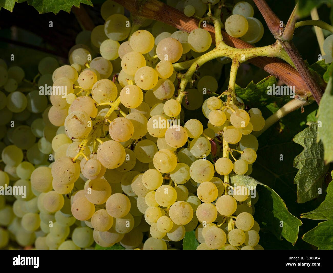 Bunch of grapes, well ripe, on a vineyard Stock Photo Alamy