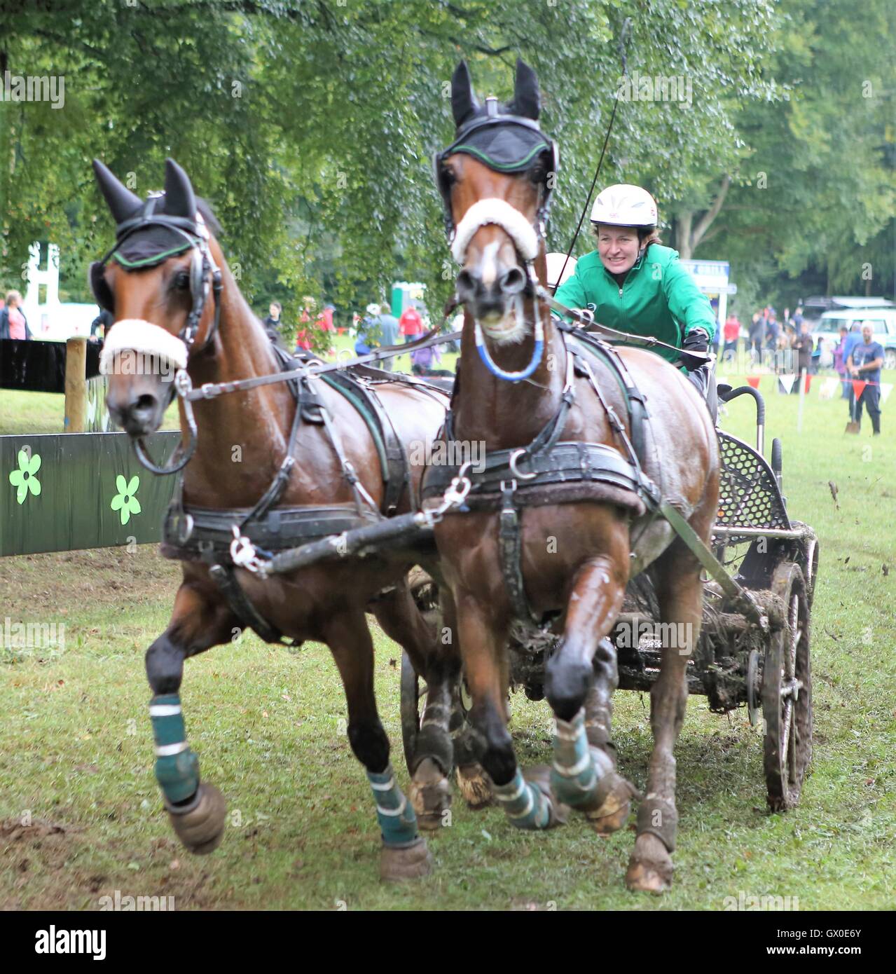 paired horse and carriage competing in marathon Stock Photo