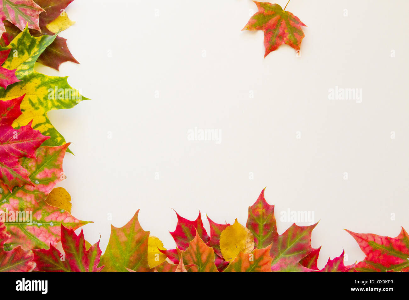 Colorful autumn leaves border on white background Stock Photo - Alamy