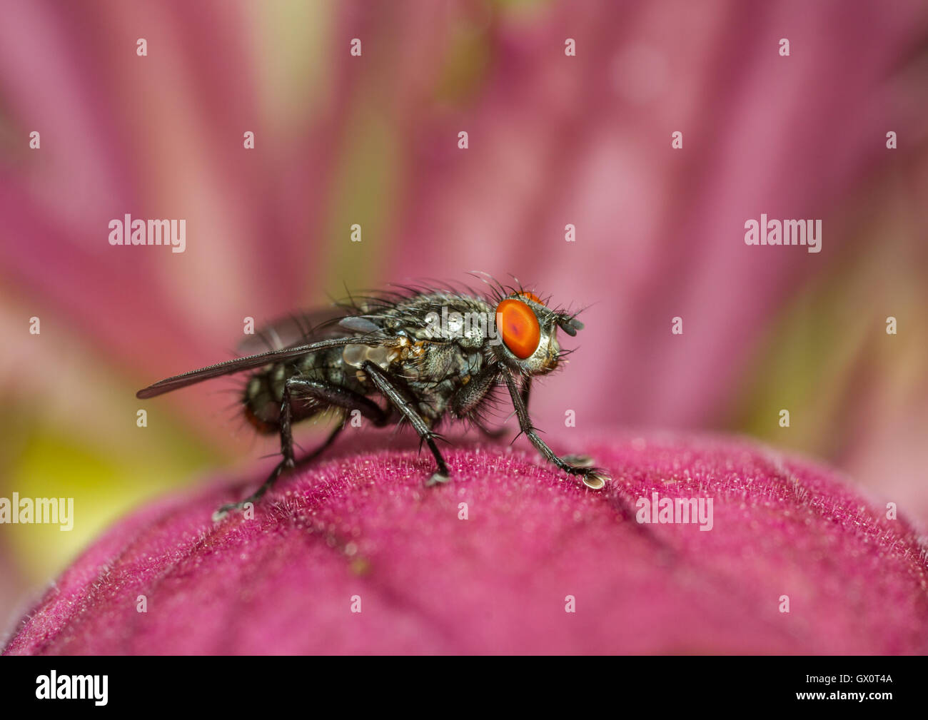 Flesh fly on Acanthus flower Stock Photo