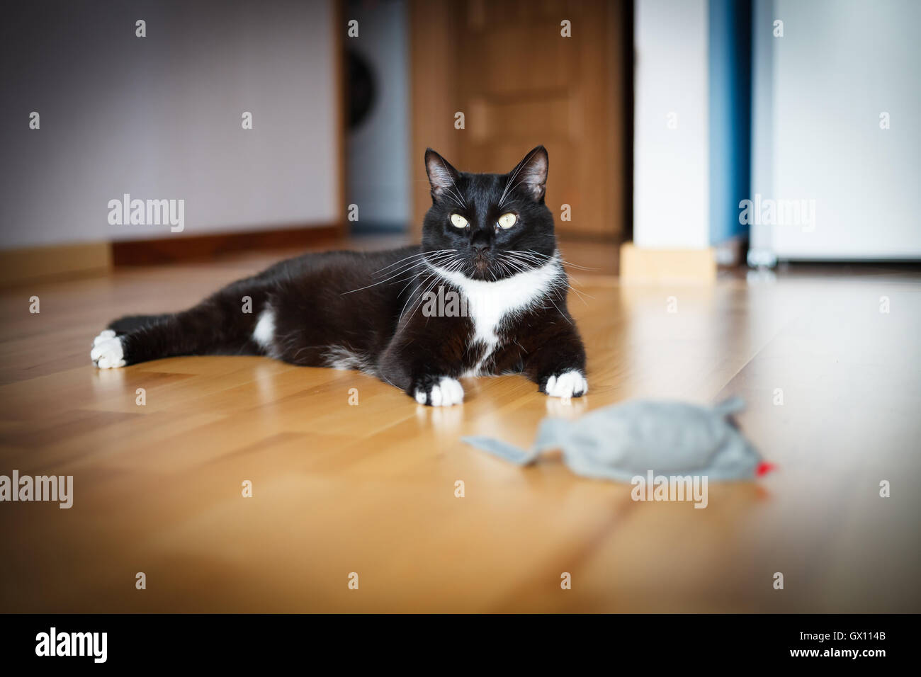 Playing cat and mouse hires stock photography and images Alamy