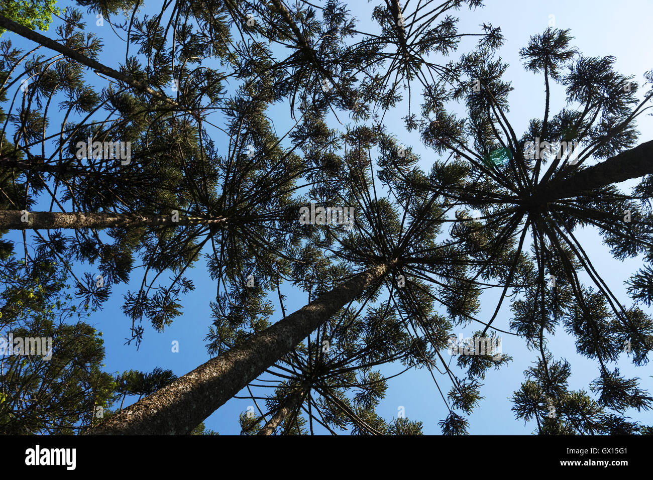 Araucaria tree (Araucaria angustifolia) Stock Photo
