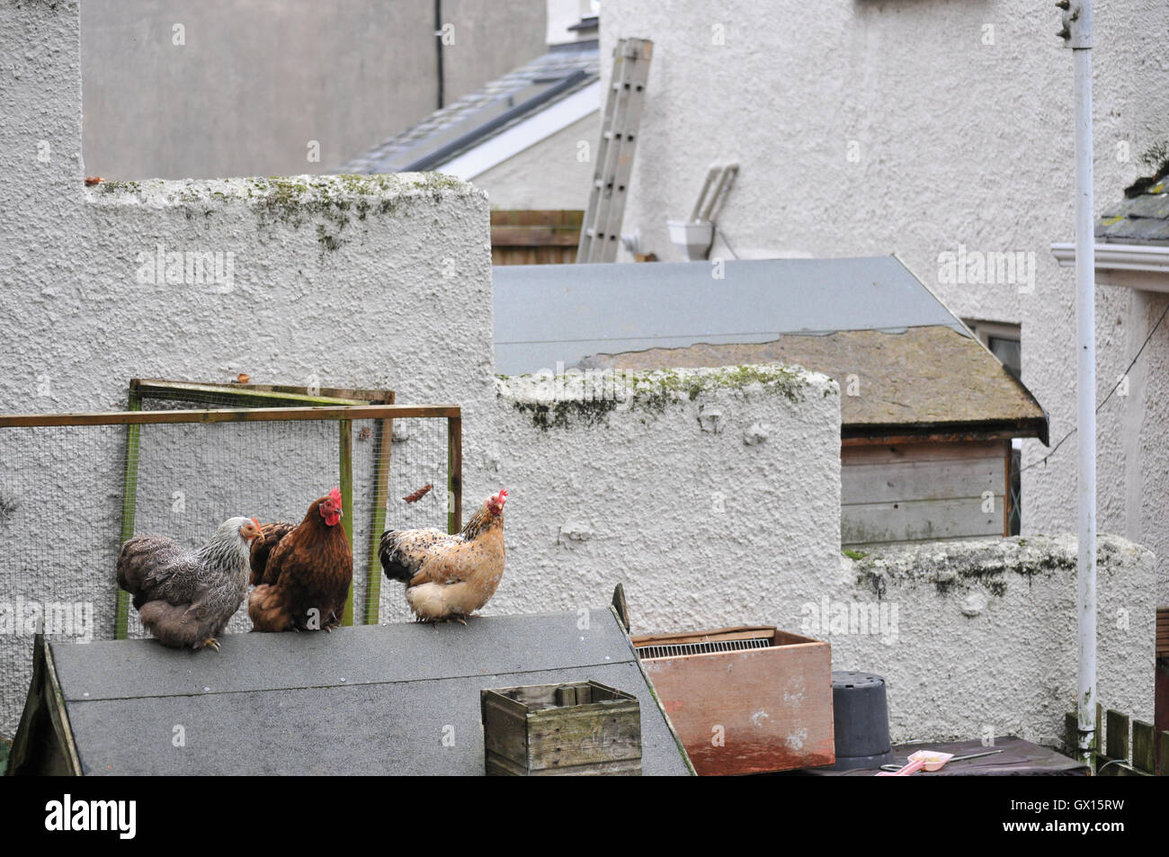 Chickens kept in the back garden of a house in Falmouth, Cornwall Stock Photo