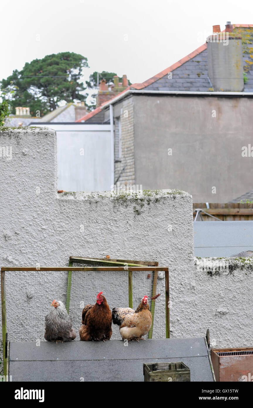 Chickens kept in the back garden of a house in Falmouth, Cornwall Stock Photo