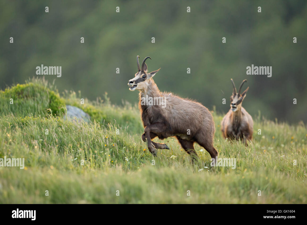 Chamois / Gaemse ( Rupicapra rupicapra ) two bucks, rivals, chasing each other over a mountain meadow, in breathtaking stamina. Stock Photo